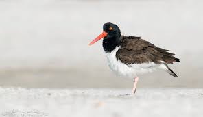 Attēlu rezultāti vaicājumam “Arenaria interpres adult”