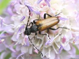 Attēlu rezultāti vaicājumam “Paracorymbia maculicornis”