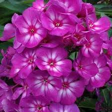 Image result for Phlox paniculata `Sweet Summer`