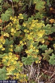Image result for Alchemilla vulgaris