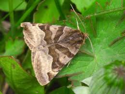 Attēlu rezultāti vaicājumam “Euclidia glyphica”