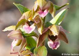 Attēlu rezultāti vaicājumam “Epipactis helleborine fruit”