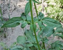 Attēlu rezultāti vaicājumam “Trichia alpina sessile”