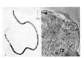 Attēlu rezultāti vaicājumam “Enteridium liceoides sessile”