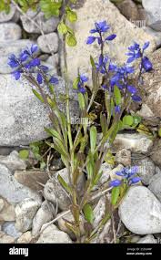 Attēlu rezultāti vaicājumam “Polygala amarella”