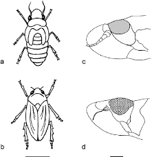 Attēlu rezultāti vaicājumam “Philaenus spumarius nymph”