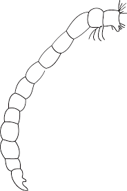 Attēlu rezultāti vaicājumam “Chironomidae larvae”