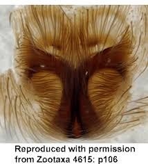 Attēlu rezultāti vaicājumam “Agroeca brunnea”