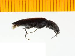 Attēlu rezultāti vaicājumam “Actenicerus sjaelandicus”