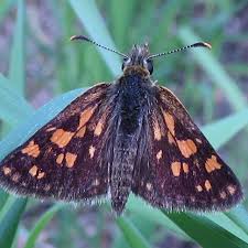 Attēlu rezultāti vaicājumam “Carterocephalus palaemon underside”