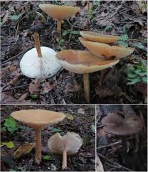 Image result for Melanoleuca rasilis var. pseudoluscina