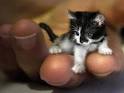Smallest Snake