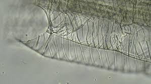 Attēlu rezultāti vaicājumam “Sphagnum palustre sporophyte”