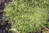 Attēlu rezultāti vaicājumam “Metzgeria furcata”