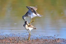 Attēlu rezultāti vaicājumam “Tringa glareola adult”