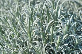 Attēlu rezultāti vaicājumam “Lavandula angustifolia leaf”