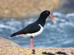 Attēlu rezultāti vaicājumam “Haematopus ostralegus”