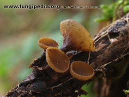 Attēlu rezultāti vaicājumam “Rutstroemia firma”