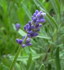 Attēlu rezultāti vaicājumam “Lavandula angustifolia flower”