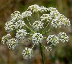 Attēlu rezultāti vaicājumam “Peucedanum oreoselinum flower”