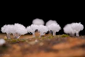 Attēlu rezultāti vaicājumam “Ceratiomyxa morchella spores”