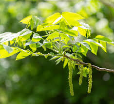 Attēlu rezultāti vaicājumam “Juglans cinerea leaf”