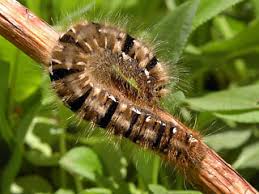 Attēlu rezultāti vaicājumam “Lasiocampa quercus imago”