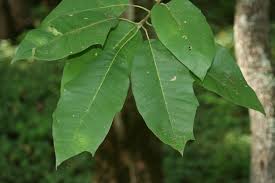 Attēlu rezultāti vaicājumam “Subularia aquatica leaf”