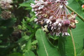 Attēlu rezultāti vaicājumam “Armeria vulgaris bud”