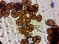 Attēlu rezultāti vaicājumam “Triphragmium ulmariae”