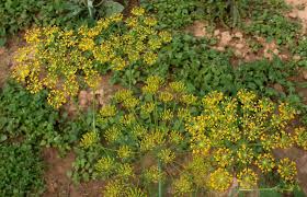 Attēlu rezultāti vaicājumam “Anethum graveolens flower”