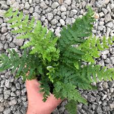 Attēlu rezultāti vaicājumam “Polystichum braunii”