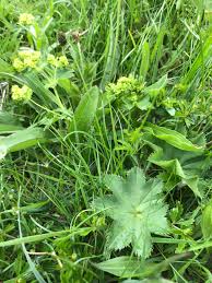 Attēlu rezultāti vaicājumam “Leiocolea heterocolpos”