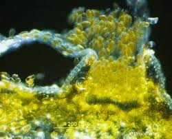 Attēlu rezultāti vaicājumam “Coleosporium sp.”