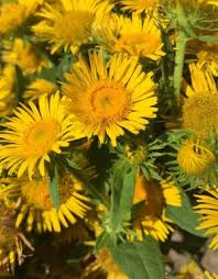 Attēlu rezultāti vaicājumam “Inula britannica flower”