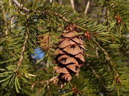 Attēlu rezultāti vaicājumam “Pseudotsuga menziesii var. glauca”
