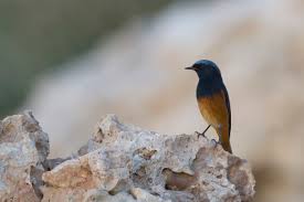 Attēlu rezultāti vaicājumam “Phoenicurus ochruros”