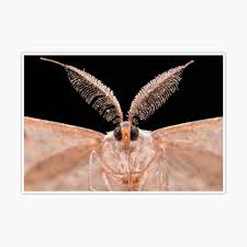 Attēlu rezultāti vaicājumam “Hypomecis roboraria”