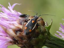 Attēlu rezultāti vaicājumam “Capsodes gothicus”