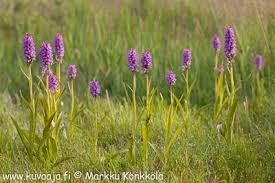 Attēlu rezultāti vaicājumam “Dactylorhiza majalis subsp. baltica”