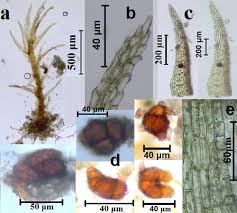 Attēlu rezultāti vaicājumam “Dicranella schreberiana”