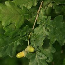 Attēlu rezultāti vaicājumam “Quercus robur fruit”