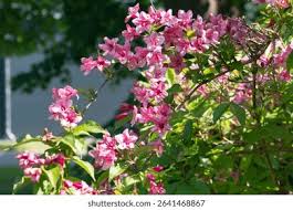 Attēlu rezultāti vaicājumam “Weigela praecox”