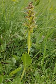 Attēlu rezultāti vaicājumam “Coeloglossum viride leaf”