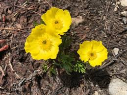 Attēlu rezultāti vaicājumam “Ranunculus cassubicus”