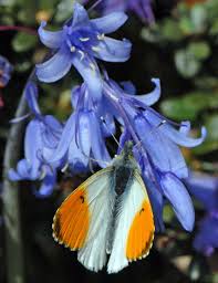 Attēlu rezultāti vaicājumam “Anthocharis cardamines male”
