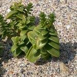 Attēlu rezultāti vaicājumam “Honckenya peploides leaf”