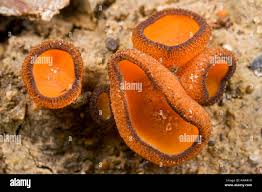 Attēlu rezultāti vaicājumam “Melastiza chateri”