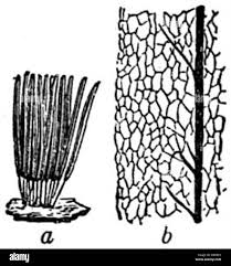 Attēlu rezultāti vaicājumam “Stemonitis splendens stalked”