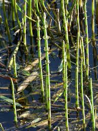 Attēlu rezultāti vaicājumam “Equisetum fluviatile”